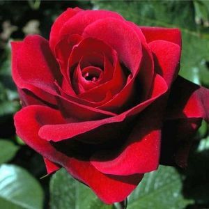 Meet your Posher, Lorena